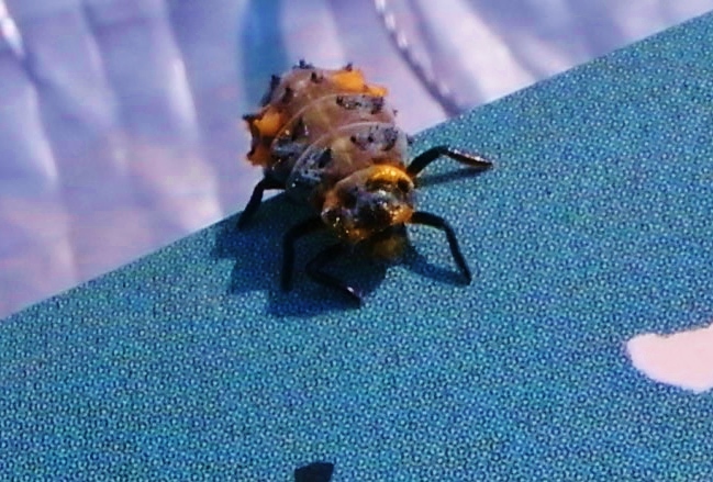 b0163129_2001166.jpg