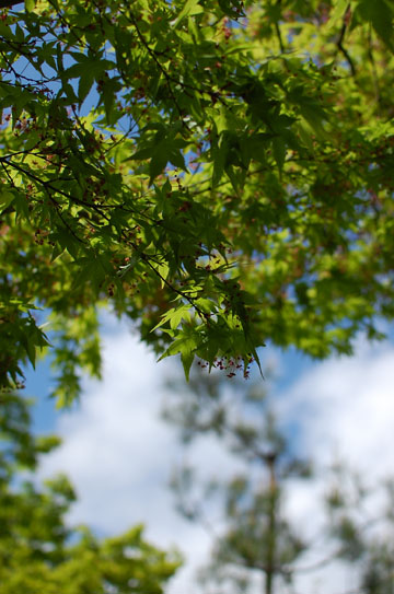 c0039736_1612949.jpg