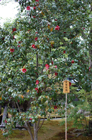 c0039736_162750.jpg