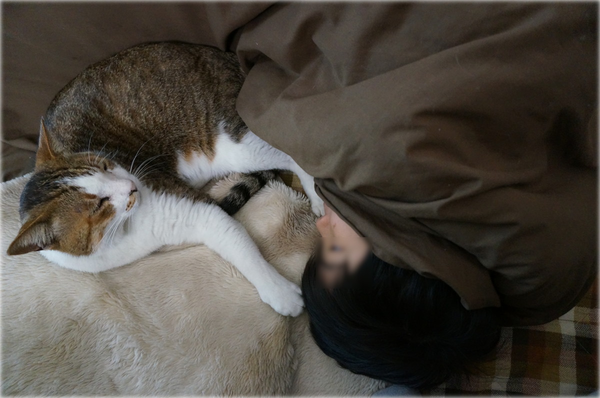 今年の猫連休 #3〜緊急通院_b0060239_20311950.jpg