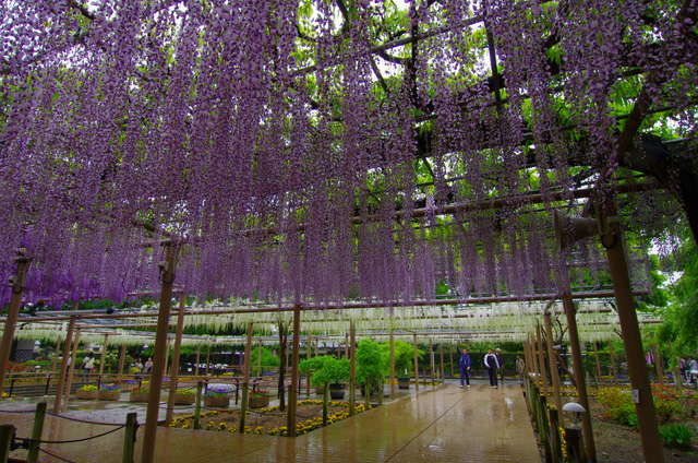 雨上がりの藤とツツジ牡丹シャクナゲ：曼荼羅寺　江南_d0186245_220235.jpg