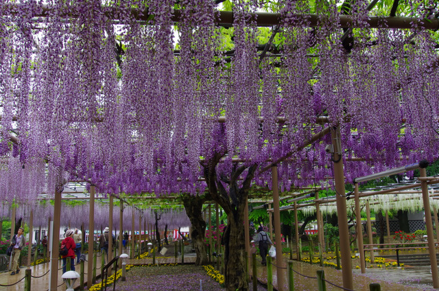 雨上がりの藤とツツジ牡丹シャクナゲ：曼荼羅寺　江南_d0186245_2214453.jpg