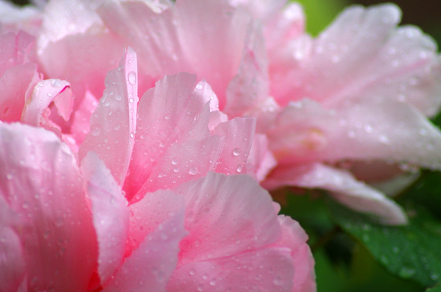 雨上がりの藤とツツジ牡丹シャクナゲ：曼荼羅寺　江南_d0186245_223768.jpg