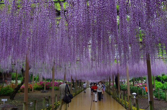 雨上がりの藤とツツジ牡丹シャクナゲ：曼荼羅寺　江南_d0186245_232437.jpg