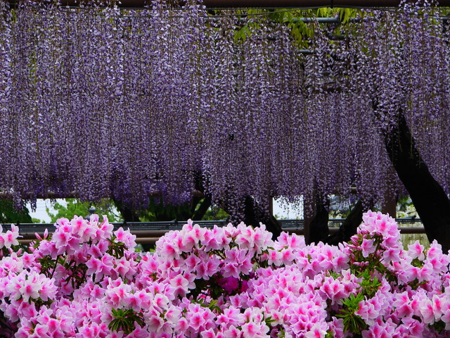 雨上がりの藤とツツジ牡丹シャクナゲ：曼荼羅寺　江南_d0186245_26427.jpg