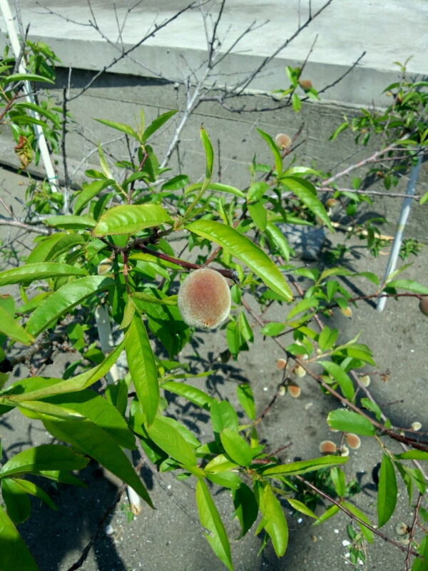d0197346_10392659.jpg