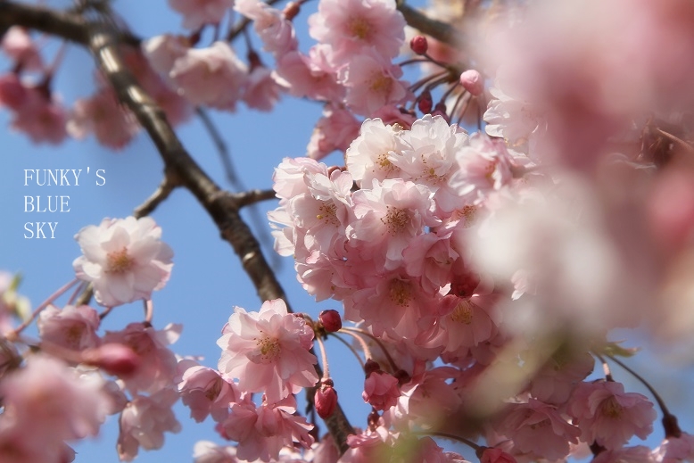 SAKURA*2013【その８－２・しだれ桜のカーテン抜けて・・】_c0145250_1637037.jpg