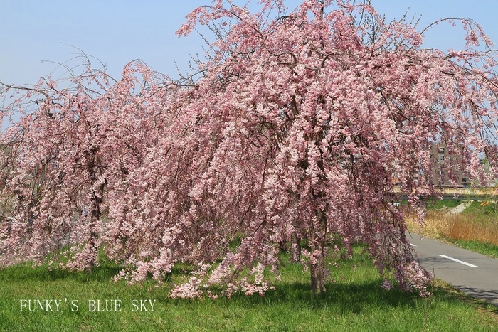 SAKURA*2013【その８－２・しだれ桜のカーテン抜けて・・】_c0145250_16384664.jpg