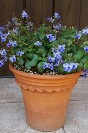 クレロデンドルム ブルーウィング In Pastry Flower Pot Whichfordに恋をして