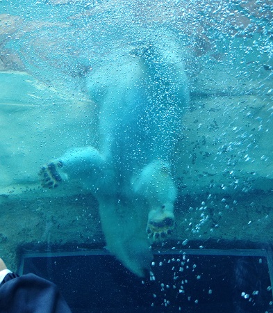 No.3305 リニューアルオープンした日本平動物園に行く！！・・・2013年S家のG.W Part3・・・_e0164951_221461.jpg