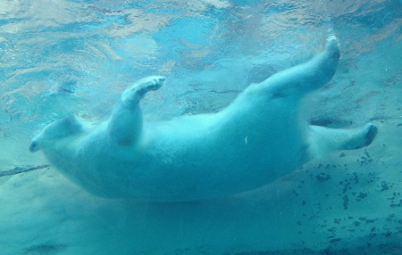 No.3305 リニューアルオープンした日本平動物園に行く！！・・・2013年S家のG.W Part3・・・_e0164951_2215397.jpg