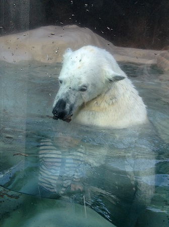 No.3305 リニューアルオープンした日本平動物園に行く！！・・・2013年S家のG.W Part3・・・_e0164951_22154953.jpg