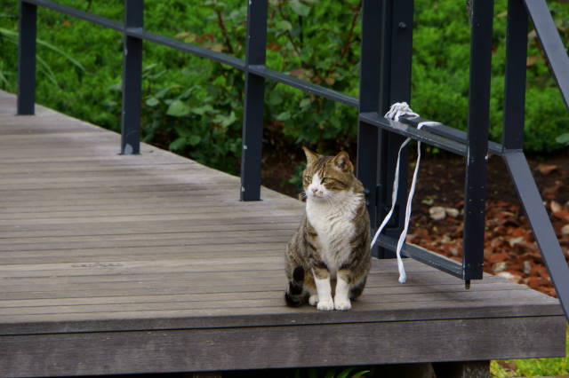 Cats in Enoshima_a0257652_20445251.jpg