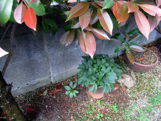 c0147952_21321528.jpg