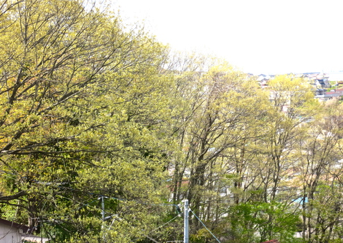 仙台の5月_c0260460_829156.jpg