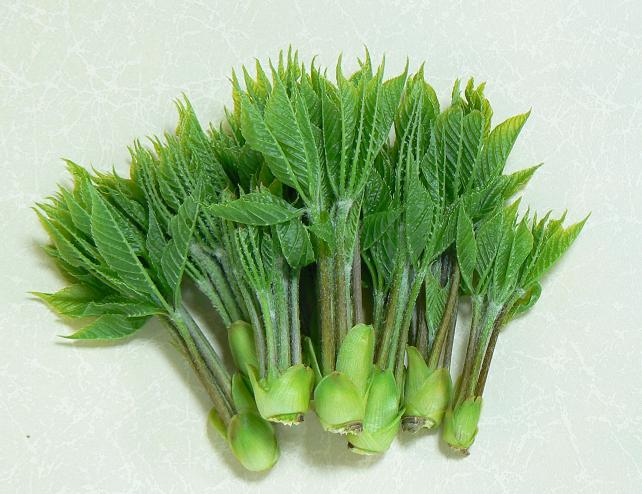 ばかの芽と呼ぶ 山菜の女王 コシアブラ 大朝 水のふる里から ばかの芽と呼ぶ 山菜の女王 コシアブラ 大朝 水のふる里から