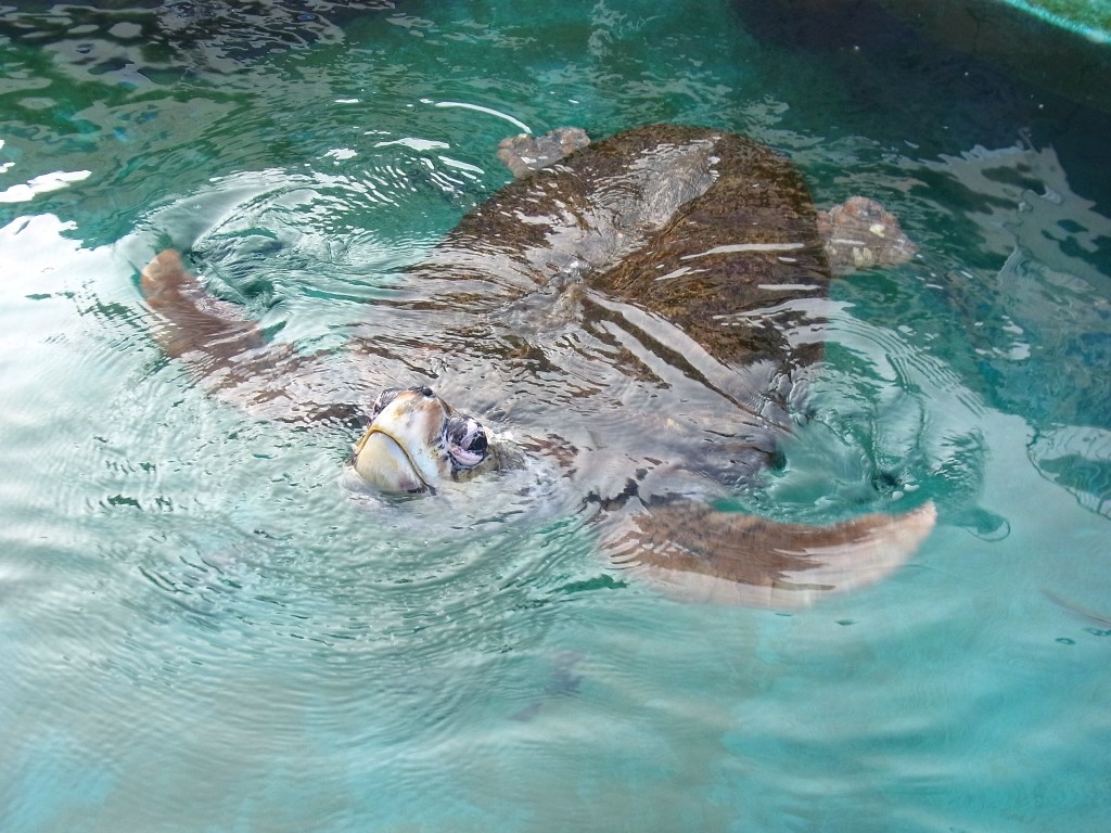 姫路市立水族館 へるしーらいふ 姫路市立水族館 へるしーらいふ