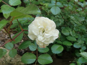 e0263072_8115633.jpg
