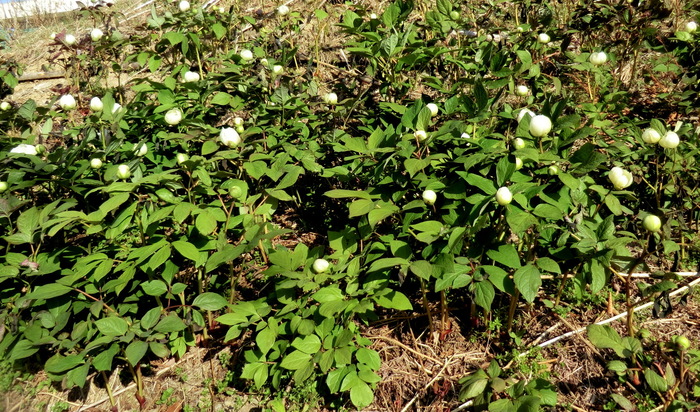 b0185573_15511791.jpg