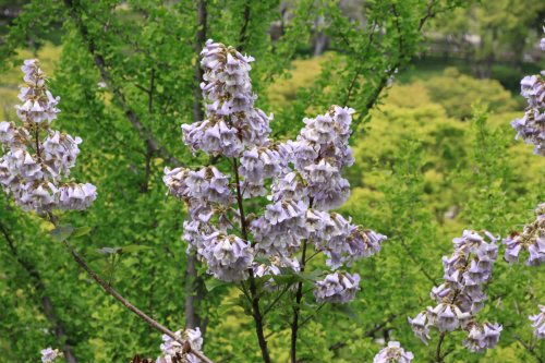 大阪城公園　’13．5．3　コルリ_d0097373_14105538.jpg