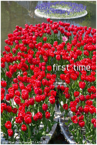 flower language 1 「5月4日」_b0236281_22315348.jpg