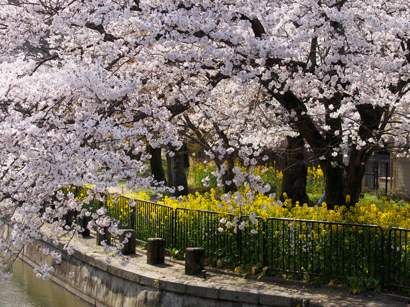 No.79　京都府　山科疎水　桜_b0120889_232822100.jpg