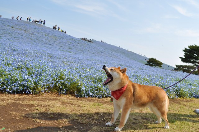 ネモフィラの丘2013_a0126590_21173883.jpg
