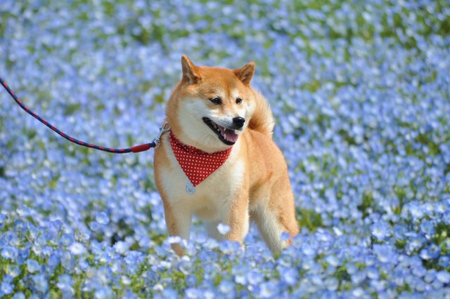 ネモフィラの丘2013_a0126590_2136415.jpg
