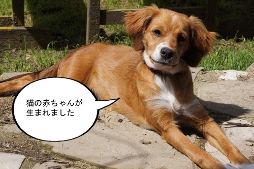 猫の赤ちゃんが生まれました_f0106597_22594533.jpg