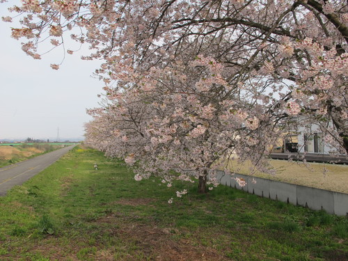 新緑寒波の朝、置賜自転車道をまほろばの里へ桜を求めてのサイクリング（１０）_c0075701_19465924.jpg