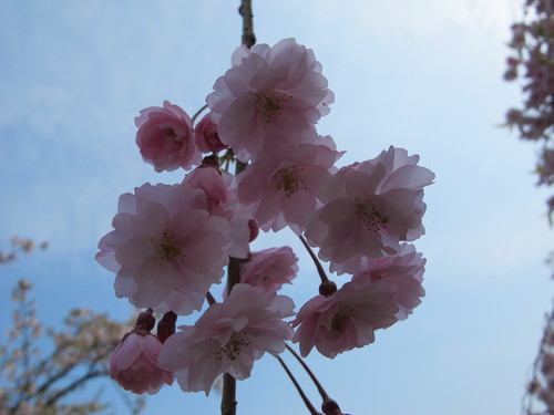 新緑寒波の朝、置賜自転車道をまほろばの里へ桜を求めてのサイクリング（２０）_c0075701_21224251.jpg