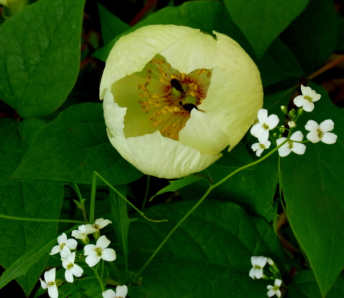 興奮の山芍薬大群落！！！_c0197004_16364816.jpg