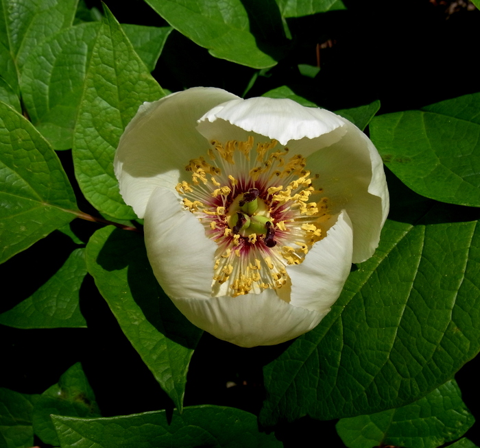 興奮の山芍薬大群落！！！_c0197004_16365967.jpg