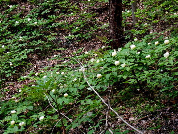 興奮の山芍薬大群落！！！_c0197004_16394940.jpg