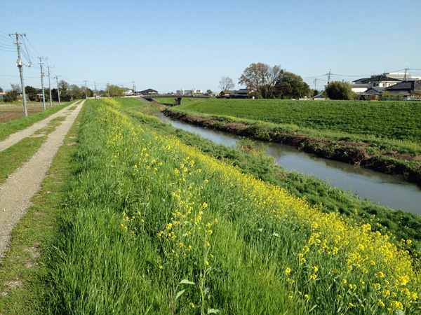 春のびん沼川を散歩_a0000006_148014.jpg