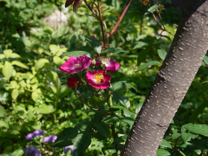今日のお花_e0276411_23182517.jpg