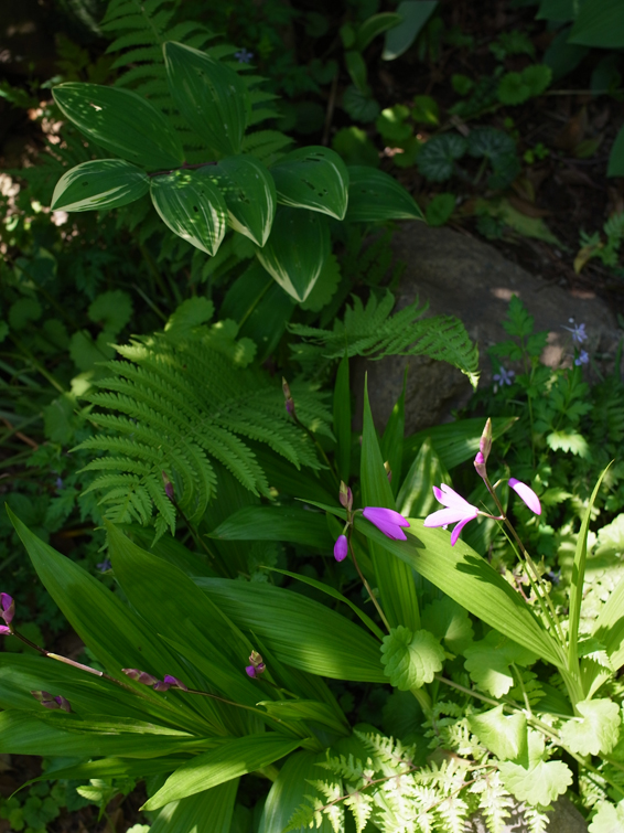 今日のお花_e0276411_23183862.jpg