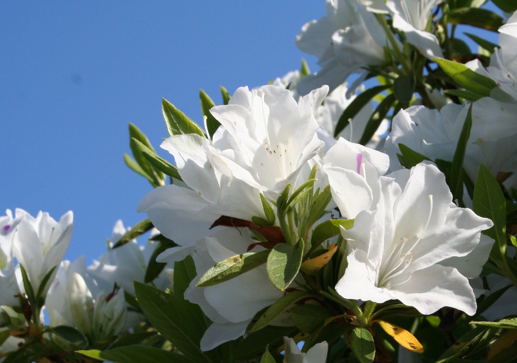 5月5日 岩屋堂散歩道の花_d0181824_14404843.jpg