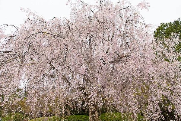 京都の桜2013 退蔵院_a0166729_23541267.jpg