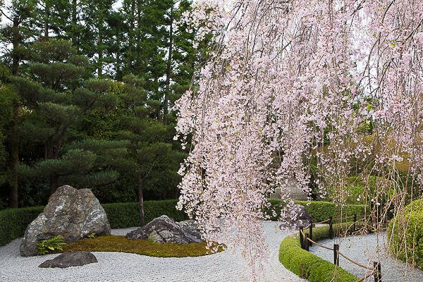 京都の桜2013 退蔵院_a0166729_2354187.jpg