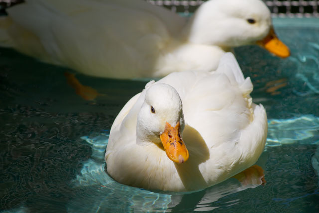 江戸川区自然動物園 その6 コールダック_a0016730_1631937.jpg