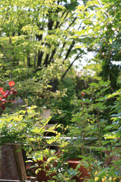 f0002534_20111698.jpg
