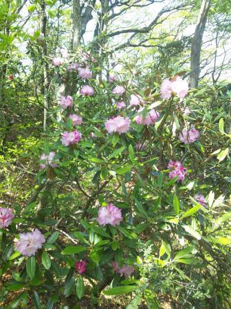 佐賀側　小爪峠登山口～鬼ケ岩山　シャクナゲ_c0077338_1741428.jpg