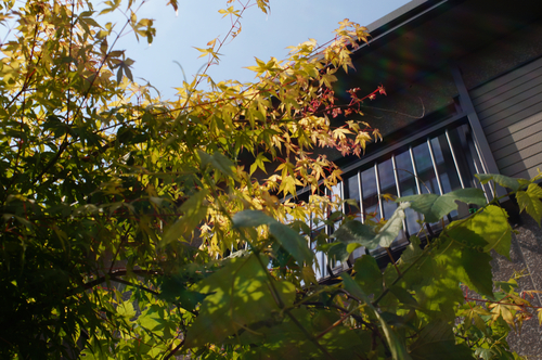 SONY α NEX-6 #14〜デッケルマウント2_b0060239_1654887.jpg