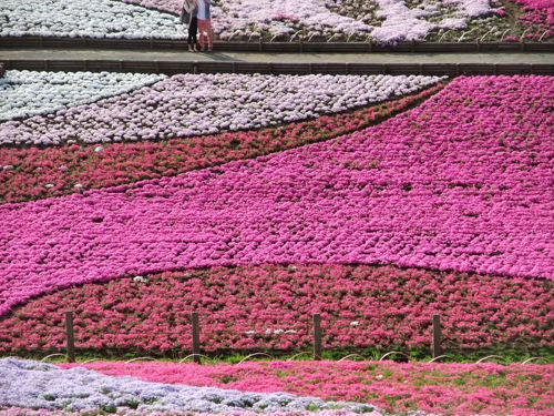 羊山公園の芝桜_b0165139_20223826.jpg