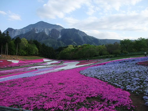 羊山公園の芝桜_b0165139_20234735.jpg