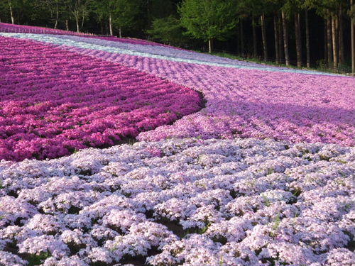 羊山公園の芝桜_b0165139_20235898.jpg