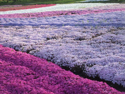 羊山公園の芝桜_b0165139_20241597.jpg