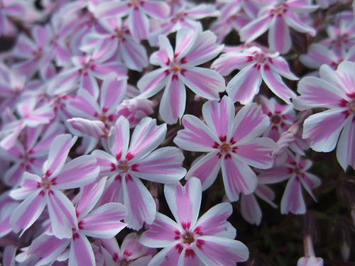 羊山公園の芝桜_b0165139_2025382.jpg