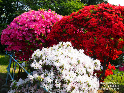 5月5日（日）　松ヶ岡公園のツツジ_f0105342_12434794.jpg